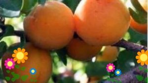 Абрикос обыкновенный Триумф северный. Краткий обзор, описание характеристик, где купить саженцы