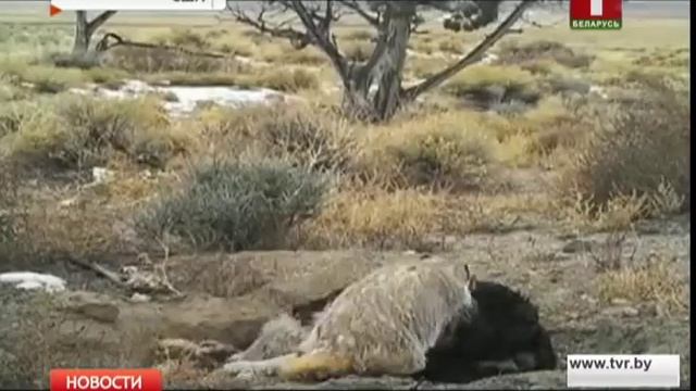 Камера видеонаблюдения запечатлела нестандартное поведение барсука смотреть онлайн