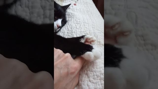Кошки-это почти ЛЬВЫ. смотреть онлайн