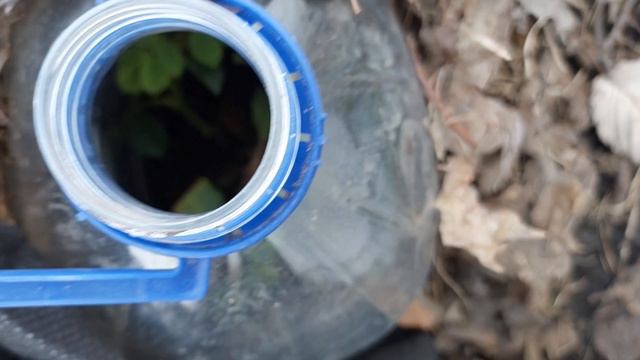 ЧЕРЕНКИ РОЗ ..КАК ПЕРЕЗИМОВАЛИ.. смотреть онлайн