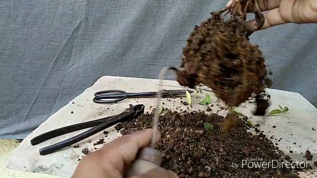 Plant update, Clerodendrum Inerme смотреть онлайн