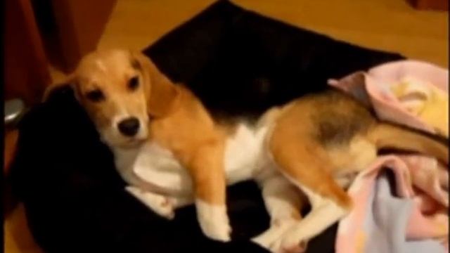 Танец бигля смотреть онлайн