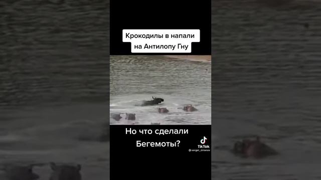 Бегемоты спасали Антилопу смотреть онлайн