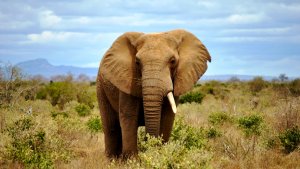 К.Сен-Санс. Карнавал животных.5.