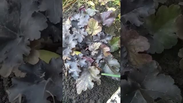 Гейхеры 1 года посадки,что сделать перед морозами? смотреть онлайн