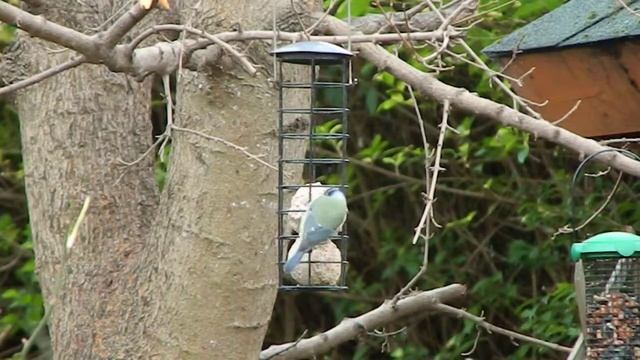 Blue Tit (Parus caeruleus) смотреть онлайн