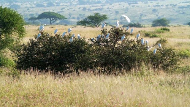 Tanzania Wildlife Safari | A Wildlife Film by Alex F Buchholz смотреть онлайн