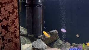 Уже год моей банке! Малавийские цихлиды, Ответы на вопросы.