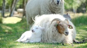 Звуки барана: какие звуки издаёт баран