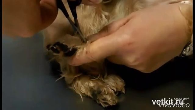 Как подстричь когти собаке в домашних условиях смотреть онлайн