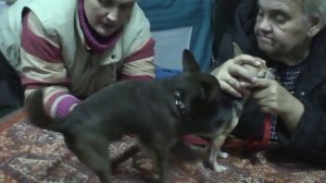 Ручная вязка собак. ПОЯСНЕНИЯ ИНСТРУКТОРА. / breeding dogs