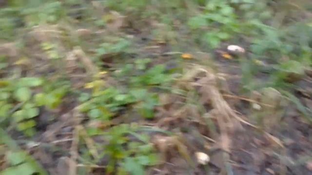 ЛИСИЧКИ появились в наших лесах - какая КРАСОТА! смотреть онлайн