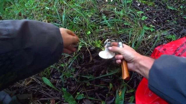 РЫЖЕЕ ЭЛЬДОРАДО 2021!!! РЫЖИКИ ЗАПОЛОНИЛИ ЛЕС! ОГРОМНЫЕ ПОЛЯНЫ ГРУЗДЕЙ! ГРИБЫ 2021! смотреть онлайн