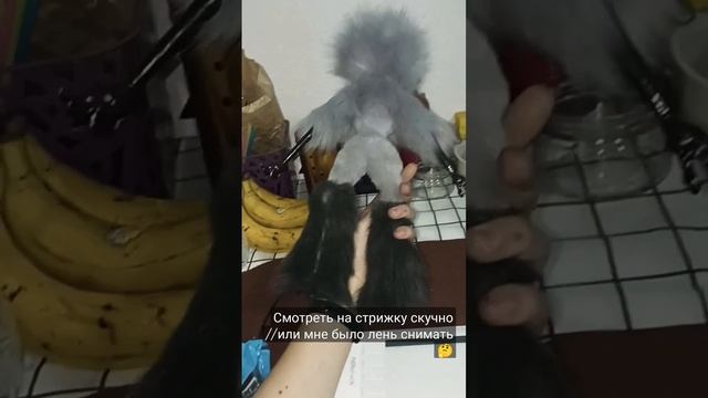 Каркасная игрушка Столас: Часть 6 //стрижка??? смотреть онлайн