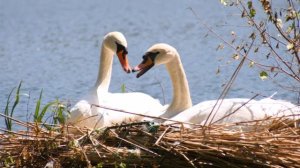 "Лебединая верность". Поёт  Наталья Левина -дипломант конкурсов патриотической песни..