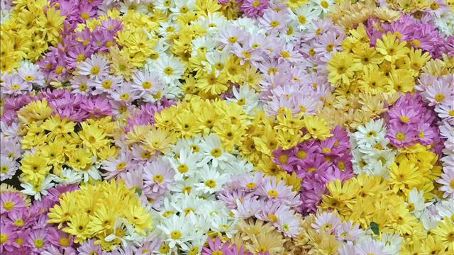 Edward Elgar "Salut d'amour" for violin & piano Op.12 смотреть онлайн