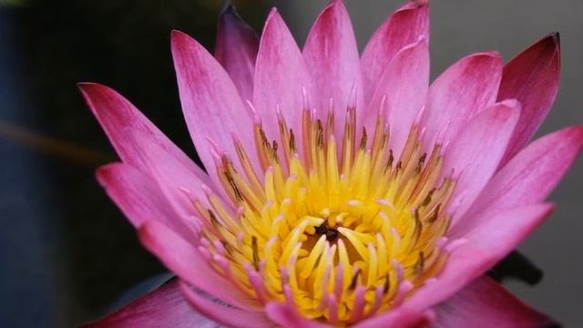 ЗЕРНО ДУХОВНОГО ПРОБУЖДЕНИЯ-ченнелинг смотреть онлайн