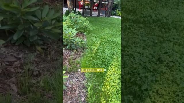 Новинка ландшафтного дизайна ☘️Малоуходный МИКРОКЛЕВЕР смотреть онлайн