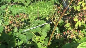 ЕЖЕВИКА АГАВАМ.  ПЕРВЫЙ СБОР 2019г.