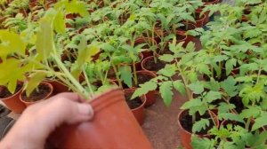 Флороном по рассаде томата .