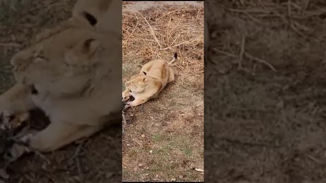 Брутальный Симон и его игривые дамы # Тайган смотреть онлайн