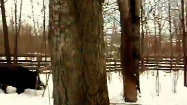 собаки висят на кабане. смотреть онлайн