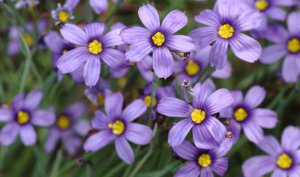 «Сисюринхиум» РЕЛАКС ТЕРАПИЯ ИМПРОВИЗАЦИЯ композитор Виктор Анохин #музыка #piano #цветы #bossanova