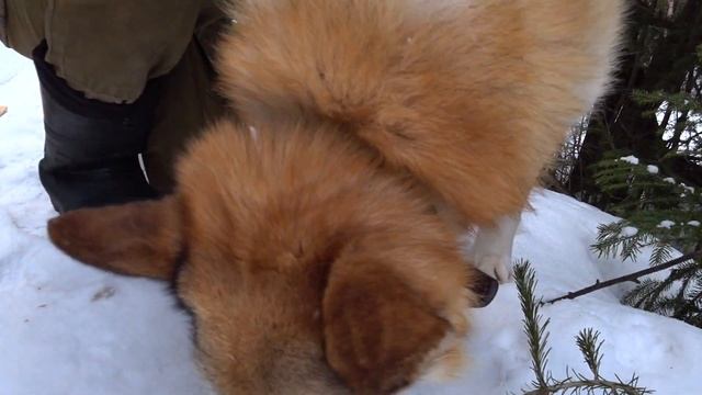 По следу зверей, тайга! смотреть онлайн