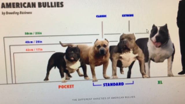 American Bully, American Bullies, Xl Bullies, Extreme Bully, Standard Bully, (NOT A PIT BULLS)