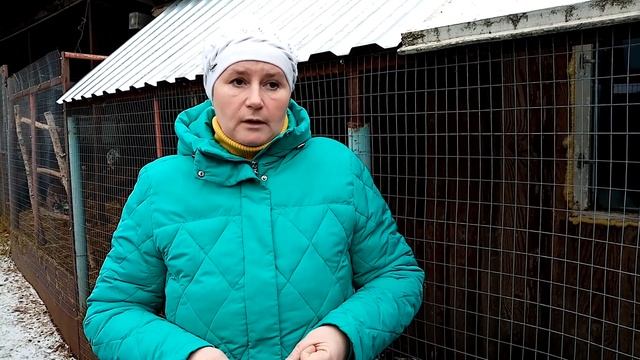 Почему куры падают на ноги. Как спасти курицу.