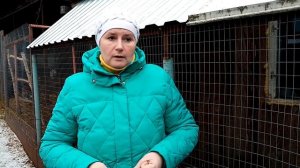 Почему куры падают на ноги. Как спасти курицу.