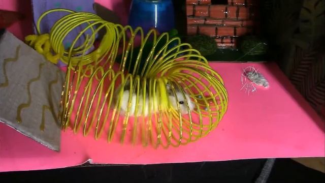 Crazy Hamster Maze смотреть онлайн