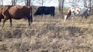 привычка у моих коров...?пасу коров?.мой бычок