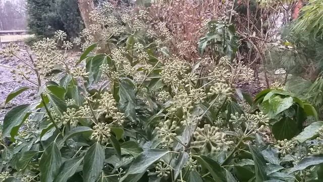 Цветение плюща под Петербургом. Бутоны плюща обыкновенного (hedera helix), генеративная форма. смотреть онлайн