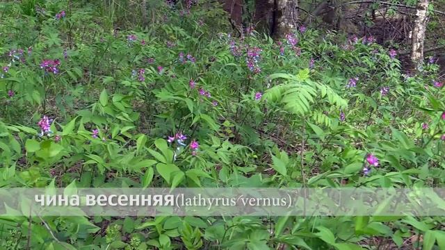 чина весенняя смотреть онлайн