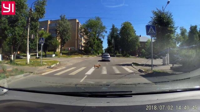 СОБАКА НА ПЕРЕХОДЕ 02.07.2018.mp4 смотреть онлайн