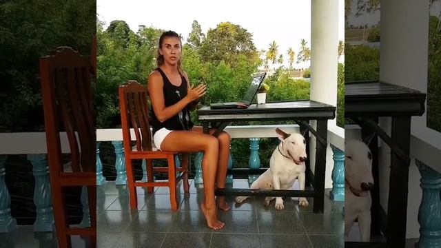 Обзор сухого корма Pro Plan Medium Adult смотреть онлайн