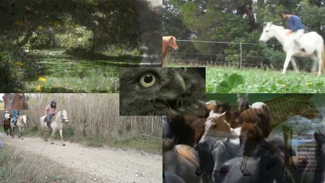 Caballo Equus Ferus Caballus CIENCIA PARA PRINCIPIANTES