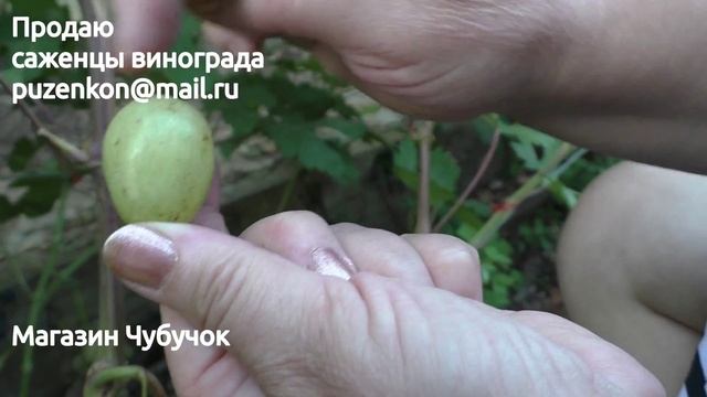 Виноград Сергей- гибридная форма Писанка Олега Михайловича (Пузенко Наталья Лариасовна) смотреть онлайн