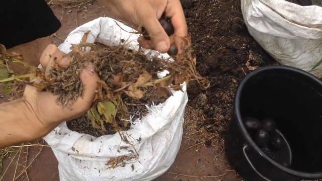 КАК ОМОЛОДИТЬ И РЕАНИМИРОВАТЬ КАРТОФЕЛЬ ( ВЫРАЩИВАНИЕ КАРТОФЕЛЯ РАССАДНЫМ МЕТОДОМ смотреть онлайн