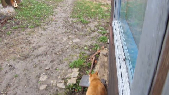 Землянка выживание! Харьков! Харьковская область! котики! реальные советы! растут растения! смотреть онлайн