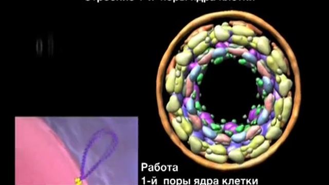 Vivax смотреть онлайн