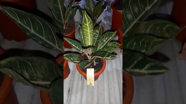 Aglaonema Prade Of Sumatra White