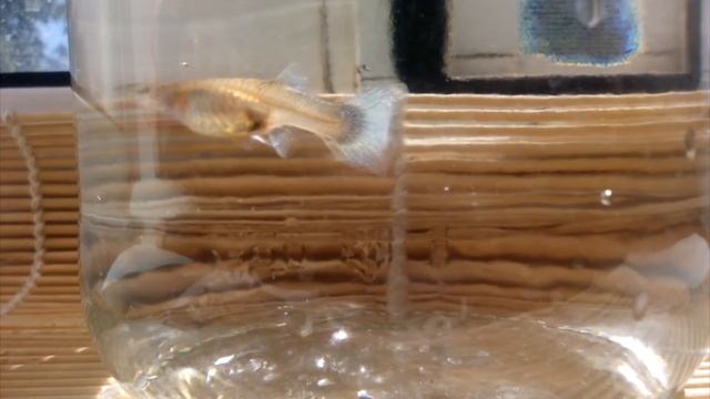 Самка гуппи с красивым хвостом. female guppies. fish смотреть онлайн