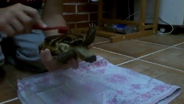 купание сухопутной черепахи смотреть онлайн