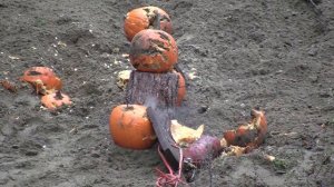 На что способен ПТРД-41