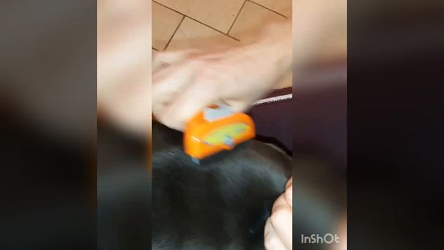 Пробуем расчёску для собак. смотреть онлайн