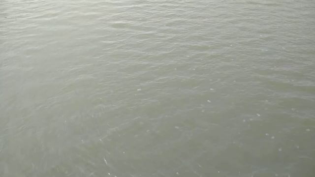 Планктон плывёт по реке. смотреть онлайн