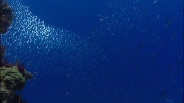Какие тактические приёмы используют каранксы (род Caranx) при охоте вблизи кораллового рифа ? смотреть онлайн