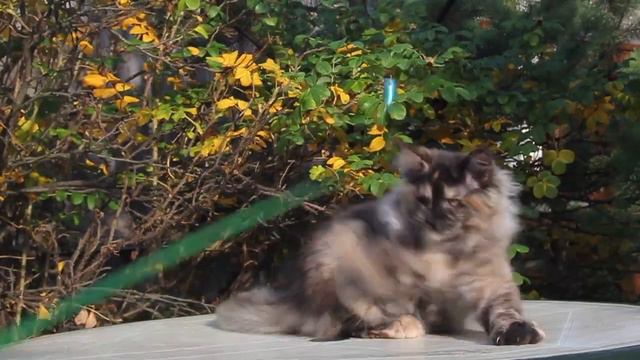 Maine coon Galaxy смотреть онлайн